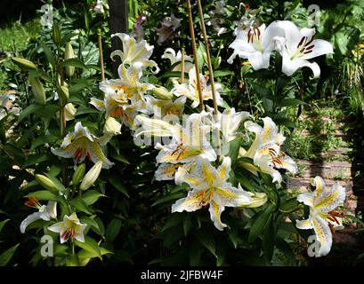 lys jaune et blanc auratum Gold Band (jardin du ruisseau de l'église 2022) Banque D'Images