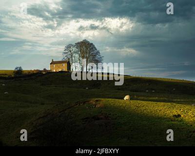 Champs ensoleillées avec arbres, ferme et moutons paître au coucher du soleil, campagne rurale Banque D'Images