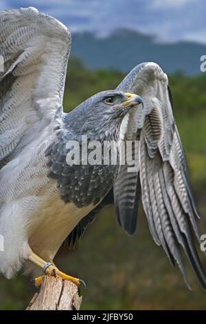 Aigle-bourdonnet noir occidental / aigle-bourdonnet noir / aigle-bourdonnet gris / aigle-bleu chilien (Geranoaetus melanoleucus) originaire d'Amérique du Sud Banque D'Images