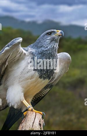 Aigle-bourdonnet noir occidental / aigle-bourdonnet noir / aigle-bourdonnet gris / aigle-bleu chilien (Geranoaetus melanoleucus) originaire d'Amérique du Sud Banque D'Images