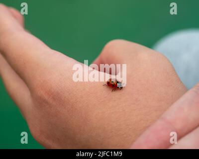 Coccinelle rouge assise sur les mains des enfants. Enfant prenant peu de coccinelle avec soin. S'occuper du concept de la nature. Banque D'Images