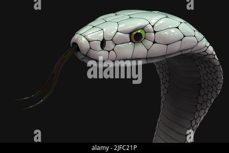 3D Illustration du serpent cobra à roi Albino isolé sur fond noir, serpent cobra blanc avec chemin d'écrêtage. Banque D'Images