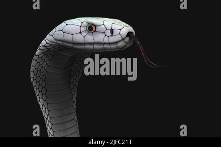 3D Illustration du serpent cobra à roi Albino isolé sur fond noir, serpent cobra blanc avec chemin d'écrêtage. Banque D'Images