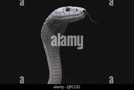 3D Illustration du serpent cobra à roi Albino isolé sur fond noir, serpent cobra blanc avec chemin d'écrêtage. Banque D'Images