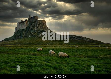 Château de l'île Sainte face à la baie Northumberland Angleterre Banque D'Images