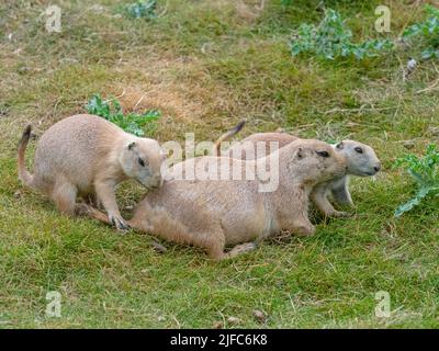 Femelle avec un jeune chien de prairie à queue noire Cynomys ludovicianus Banque D'Images