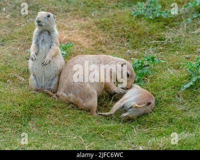 Femelle avec un jeune chien de prairie à queue noire Cynomys ludovicianus Banque D'Images