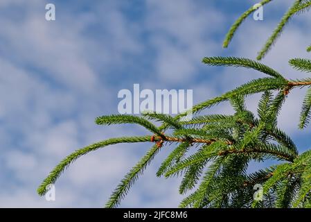 Norvège Epicéa, Picea abies, contre un ciel nuageux Banque D'Images