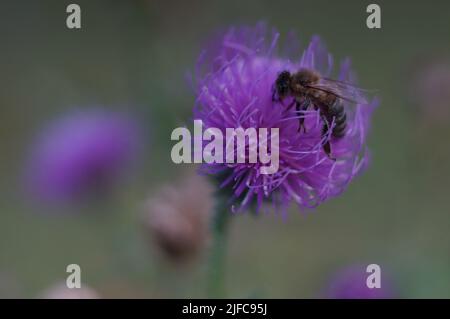 Gros plan d'une abeille collectant le nectar d'une fleur de chardon sur fond flou Banque D'Images
