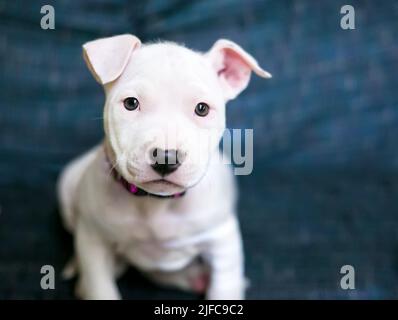 Un chiot blanc de race mixte assis et regardant l'appareil photo Banque D'Images