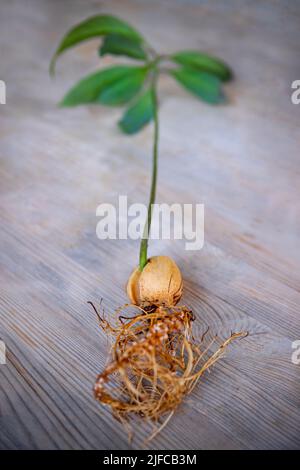 Jeune avocat tige Banque D'Images