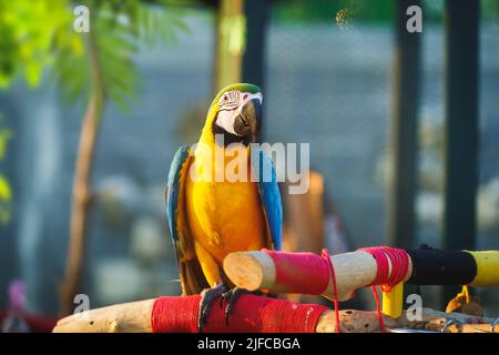 Magnifique bébé Macaw. Macaw bleu et jaune debout sur les branches à l'extérieur et posant pour la caméra. Mise au point sélective, espace de copie Banque D'Images