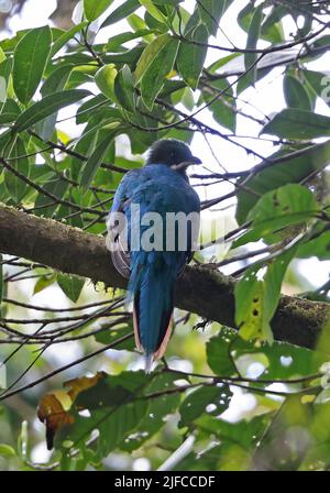 Quetzal resplendent (Pharomachrus mocinno costaricensis) mâle immature perchée sur la branche Monteverde, Costa Rica, Mars Banque D'Images