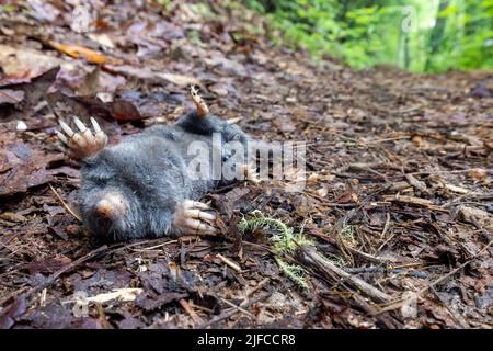 Taupe mort à queue de poilue (Parascalops breweri) sur la piste dans la réserve de Bracken - Brevard, Caroline du Nord, États-Unis Banque D'Images