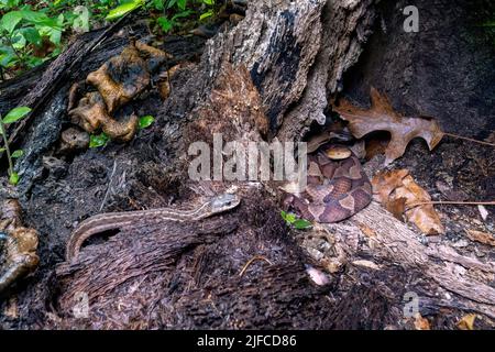 La tête de coperon de l'est (Agkistrodon contortrix) s'enroule dans la souche d'arbre tandis qu'une couleuvre mince de l'est (Thamnophis sirtalis sirtalis) s'approche Banque D'Images