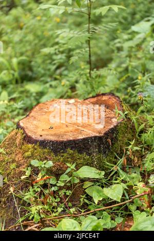 La souche a été laissée d'un grand vieux arbre dans la forêt sauvage. L'ancienne épinette était infestée de ravageurs et l'arbre a été coupé. Humidifier l'écorce et l'herbe après Banque D'Images