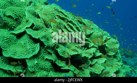 L'école de LyRetail Anthhias ou le Goldie de mer (Pseudanthias squamipinnis) nains près de la laitue corail ou le corail à spirale jaune (Turbinaria reniformis). Mer rouge, Banque D'Images