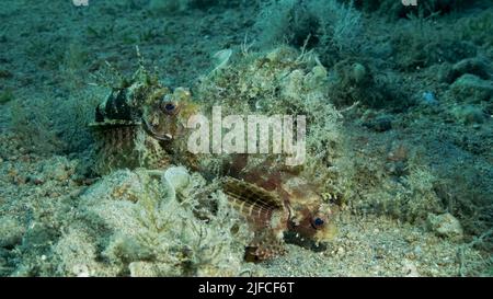 Le poisson de Lion de Zebra est situé sur un fond sablonneux. Portrait avant. Poisson-Lion zébré ou lionfish nain de la mer Rouge (Dendrochirus zébra, Dendrochirus hemprichi). Mer Rouge, E Banque D'Images