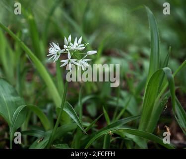 Plante de printemps l'ail sauvage aussi appelé Ransons trouvé dans une forêt Banque D'Images