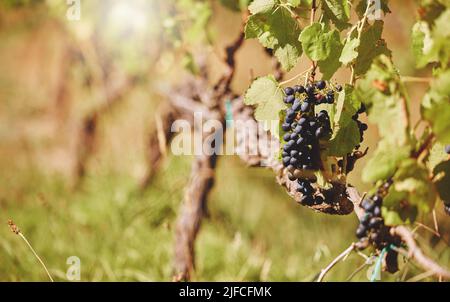 Vue rapprochée d'un bouquet de raisins noirs frais et mûrs suspendus d'une vigne dans une ferme viticole dans la journée. Vue macro de la culture de fruits sur un arbre dans un Banque D'Images