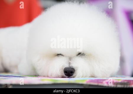 Un chien Bichon Frise dort sur une litière colorée. Portrait. Gros plan. Banque D'Images