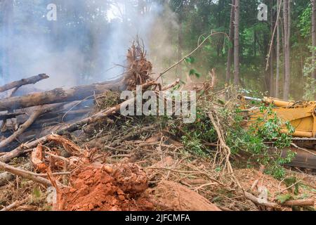 Nouveau développement défrichement sur la propriété forestière défrichement de la racine de gros arbre Banque D'Images