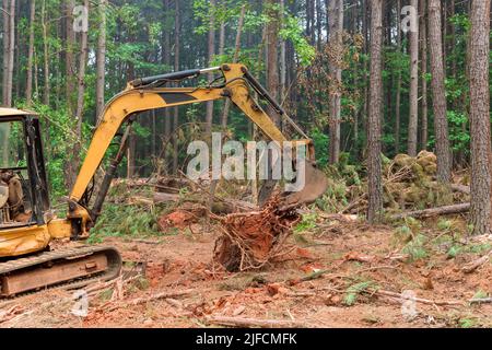 L'enlèvement des souches d'arbre se trouve dans la forêt avec la préparation des terres pour le logement du nouveau complexe Banque D'Images