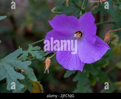 Gros plan détaillé d'un hibiscus bleu Alyogyne Huegelii Banque D'Images