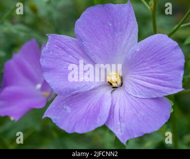 Gros plan détaillé d'un hibiscus bleu Alyogyne Huegelii Banque D'Images