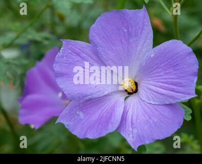 Gros plan détaillé d'un hibiscus bleu Alyogyne Huegelii Banque D'Images