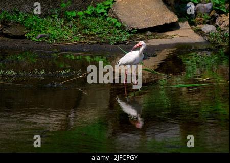 Un Ibis blanc attend patiemment que quelques petits poissons viennent le long de la rive du lac Bluff. Banque D'Images