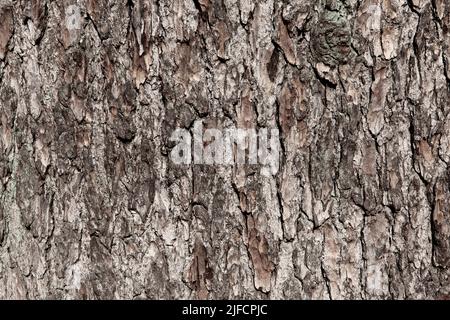 Arrière-plan de l'écorce d'arbre brun avec mousse, gros plan. Relief texture naturelle du tronc de chêne pour publication, économiseur d'écran, papier peint, carte postale, affiche Banque D'Images