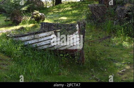 Un bateau abandonné est surcultivé avec de la végétation sur l'île de Vancouver, en Colombie-Britannique, au Canada Banque D'Images