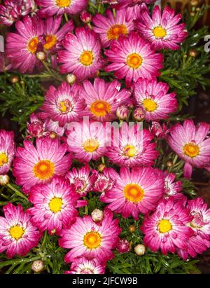 Masse de fleurs roses et blanches éclatantes d'Argyranthemum frutescens, Marguerite Daisy, une plante de jardin vivace aux raindrops sur pétales Banque D'Images