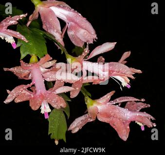 Grappe spectaculaire d'abricot / fleurs roses et feuilles vertes de cactus de Noël, Schlumbergera truncata 'sanibel', gouttes de pluie sur pétales, bckgrnd noir Banque D'Images