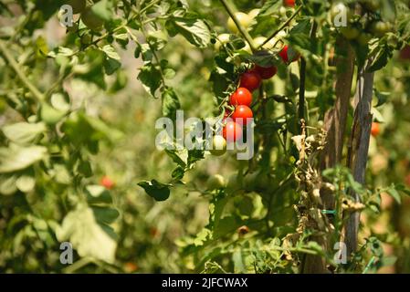 Tomates gaies dans le petit jardin d'un restaurant, situé dans un petit village toscan Banque D'Images