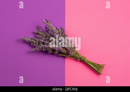 Un bouquet de lavande fraîche sur fond violet et rose scindé Banque D'Images