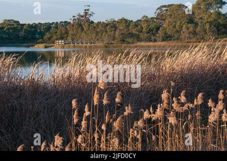 Karkarook Park est un parc métropolitain de 15 ha situé à Moorabbin, Melbourne, Victoria, Australie, qui comprend des zones humides artificielles et un lac rempli de poissons Banque D'Images