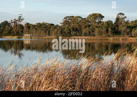 Karkarook Park est un parc métropolitain de 15 ha situé à Moorabbin, Melbourne, Victoria, Australie, qui comprend des zones humides artificielles et un lac rempli de poissons Banque D'Images