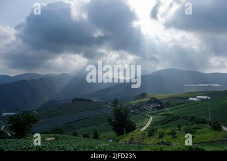 Paysage de la magnifique ferme panoramique de choux verts dans la montagne à haute pente avec le fond d'effet tyndall. Banque D'Images