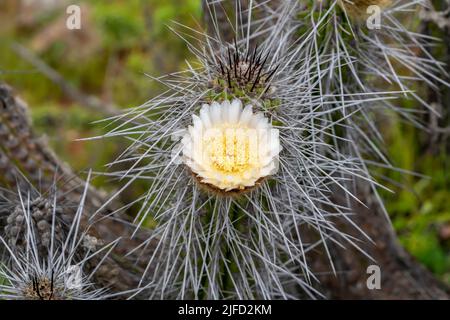 Belle fleur de cactus blanc sur la côte du désert d'atacama au chili. Lumière du jour Banque D'Images