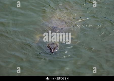 La tortue molle d'Asie du Sud-est (Amyda ornata) nage dans le lac de Bang Pa-in Palace en Thaïlande. Banque D'Images