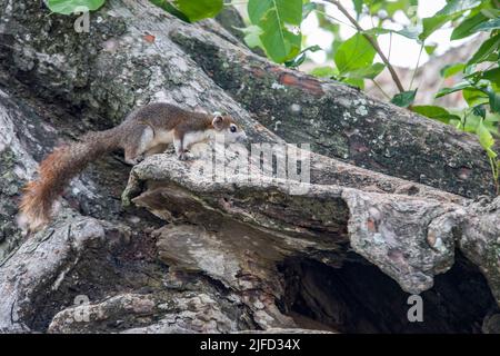 Un écureuil variable sauvage (Callosciurus finlaysonii) au Palais Bang Pa-in en thaïlande. C'est une espèce de rongeur de la famille des Sciuridae. Banque D'Images