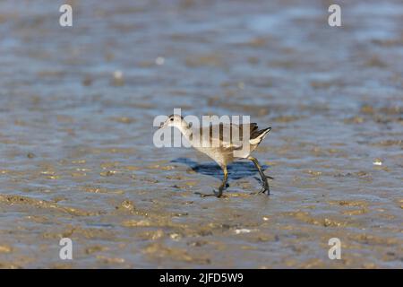 Moorhen Gallinula chloropus, jeune marchant au-dessus de la boue, Suffolk, Angleterre, juin Banque D'Images