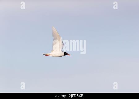 Goéland méditerranéen Larus melanocephalus, reproduction de plumage adulte volant, Suffolk, Angleterre, juin Banque D'Images