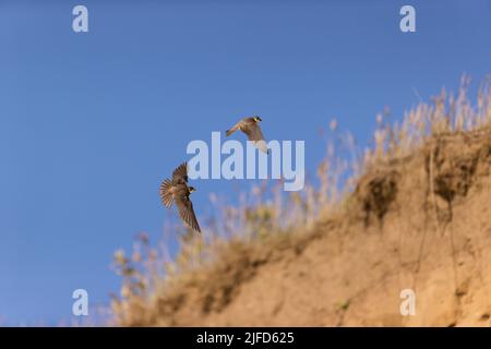 Sable martin Riparia riparia, 2 adultes volant au-dessus de la banque de nids, Suffolk, Angleterre, juin Banque D'Images