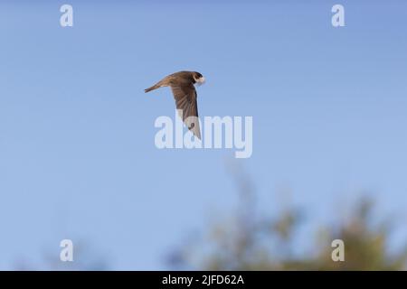 Sable martin Riparia riparia, adulte volant avec des plumes dans le bec pour le matériel de nid, Suffolk, Angleterre, juin Banque D'Images