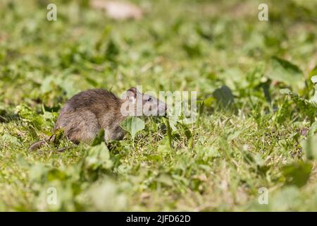 Rat brun Rattus norvegicus, adulte debout sur l'herbe, Suffolk, Angleterre, juin Banque D'Images