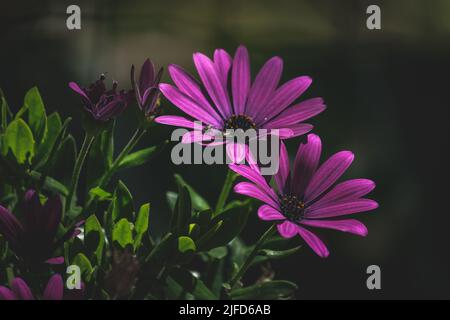 Un gros plan d'une mouche assise sur une fleur pourpre de Cape marguerite poussant dans un arbuste vert en plein soleil Banque D'Images