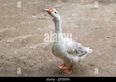 Oie blanche domestique sur le sable. Un genre de sauvagine de la famille des canards, les oies de l'ordre. Banque D'Images